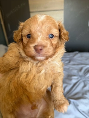 pudel toy baieti - imagine 2