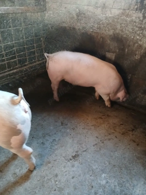 porci de vinzare - imagine 3