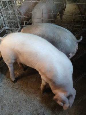 porci de vinzare - imagine 4