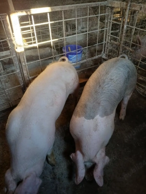 porci de vinzare - imagine 5
