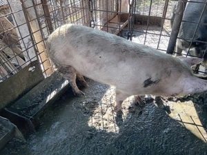 Vand scroafa marele alb - imagine 4