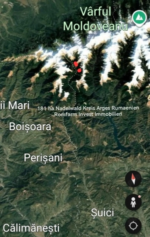 Padure 181 ha conifere