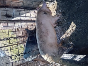 Vand scroafa marele alb - imagine 3