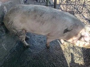 Vand scroafa marele alb - imagine 2