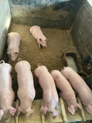 Vand purcei de carne  - imagine 2