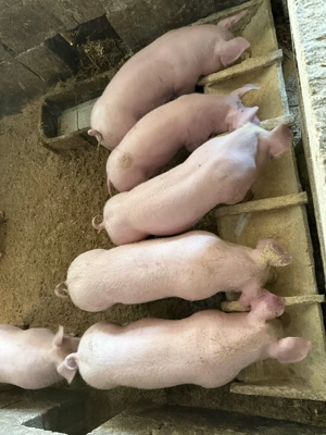 Vand purcei de carne 