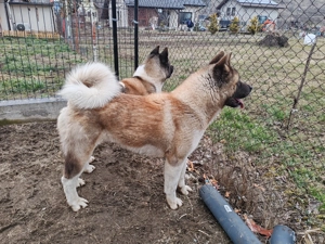 Femela Akita American cu Pedigree - imagine 2