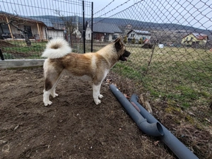 Femela Akita American cu Pedigree