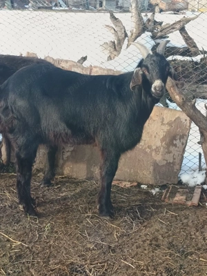 tap de vanzare pret 1800 rasa anglonubian  - imagine 3