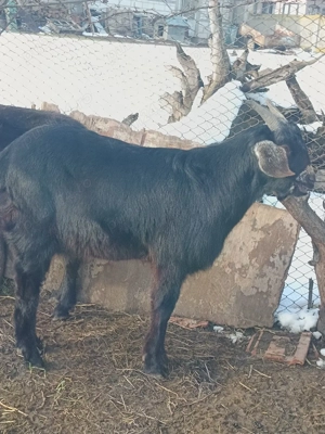 tap de vanzare pret 1800 rasa anglonubian  - imagine 4