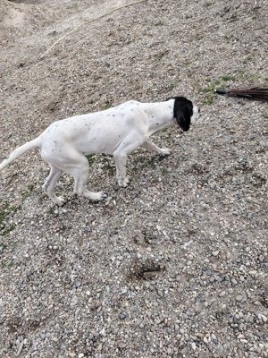 Pointer de vânzare  - imagine 2