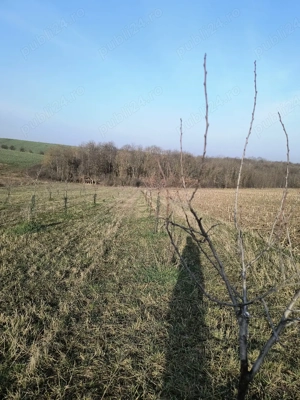  Vând livada de pruni tineri - 8700 metri pătrați - Ramna, județul Caraș-Severin  - imagine 8