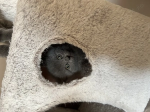 British și Scottish - imagine 3