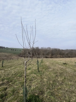  Vând livada de pruni tineri - 8700 metri pătrați - Ramna, județul Caraș-Severin  - imagine 7
