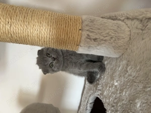 British și Scottish - imagine 2