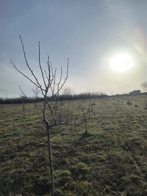  Vând livada de pruni tineri - 8700 metri pătrați - Ramna, județul Caraș-Severin  - imagine 4