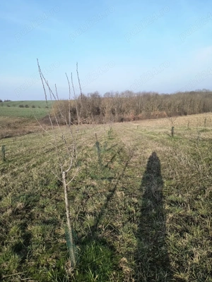  Vând livada de pruni tineri - 8700 metri pătrați - Ramna, județul Caraș-Severin  - imagine 5