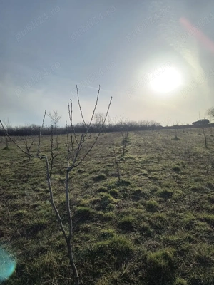  Vând livada de pruni tineri - 8700 metri pătrați - Ramna, județul Caraș-Severin  - imagine 6