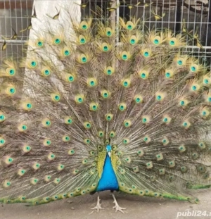 vând urgent famili de păuni 