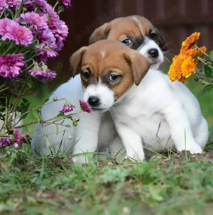 Pui Jack Russell Terrier- energici și jucăuși, perfecți pentru familie! - imagine 2