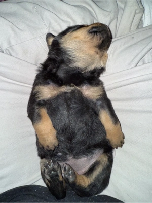 Pui Rottweiler - imagine 3