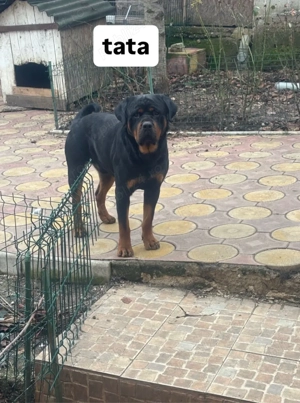 Pui Rottweiler - imagine 5
