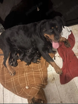 Pui Rottweiler - imagine 2