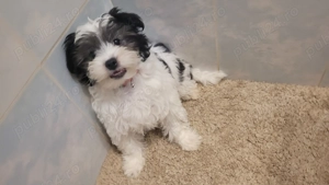 Bichon Havanez cățel - imagine 5