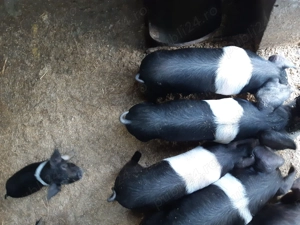 Purcei Bazna  - imagine 2