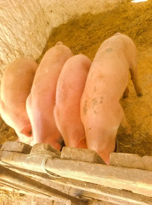 soldani marele alb cu landras 