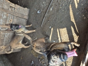 Cateii ciobanesc melinos