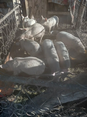 Vând 10 bucăți de purcei ce interesează sunați la nr de telefon  - imagine 3