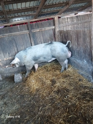 De vânzare vier  - imagine 5