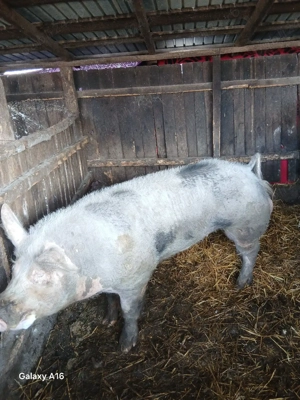 De vânzare vier  - imagine 2