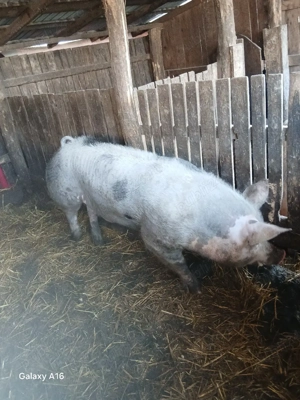 De vânzare vier  - imagine 3