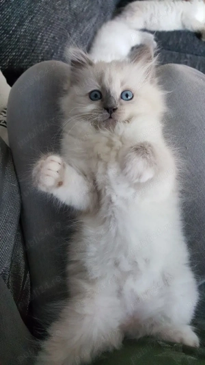 Ragdoll blue point  - imagine 3
