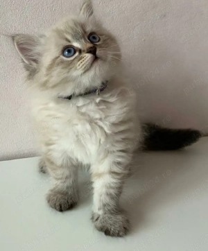 Ragdoll blue point  - imagine 2
