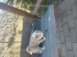 Pui Akita Inu - imagine 2