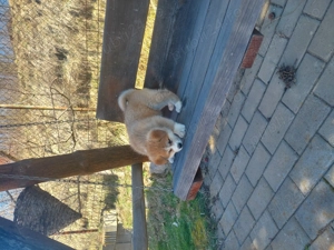 Pui Akita Inu - imagine 3