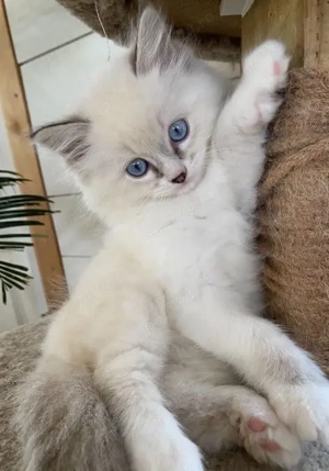 Ragdoll blue point 