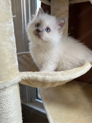 Ragdoll blue point  - imagine 4