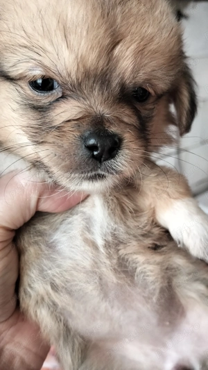 Dora , pentru adopție responsabilă . - imagine 4