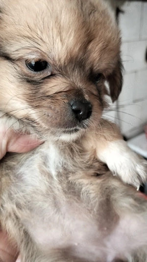 Dora , pentru adopție responsabilă . - imagine 3