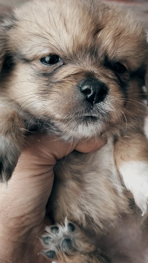 Dora , pentru adopție responsabilă . - imagine 5