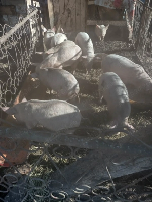 Vând 10 bucăți de purcei ce interesează sunați la nr de telefon  - imagine 4