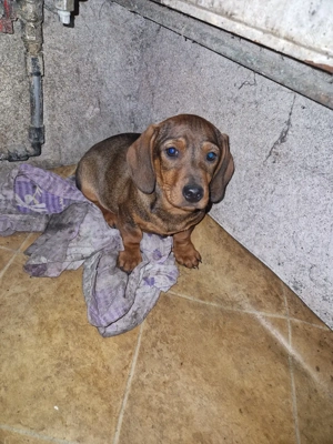 Teckel mascul - imagine 2