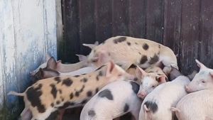 purcei frumoși  - imagine 2