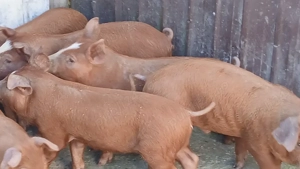 soldanei durok original 