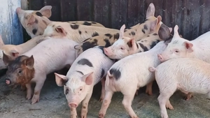 purcei frumoși  - imagine 3