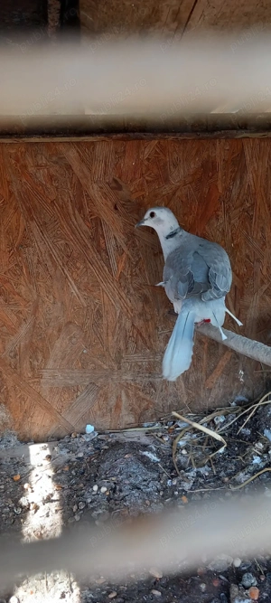 vand turture razatoare - imagine 4